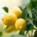 Amalfi Lemon