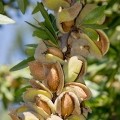 Bitter Almond